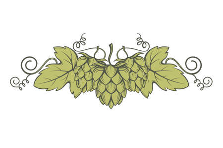 illustration of hops for brewingのイラスト素材