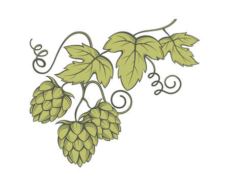 illustration of hops for brewingのイラスト素材