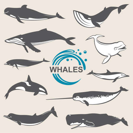 Collection of various whales species imagesのイラスト素材