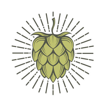 illustration of hops for brewingのイラスト素材