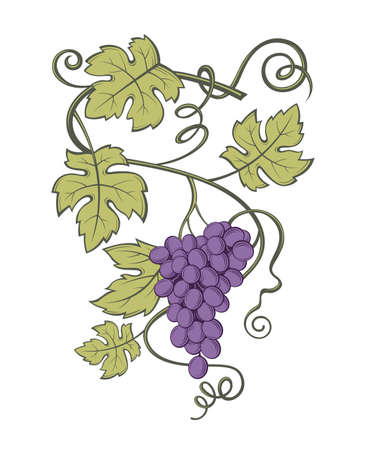Image of grapes with bunches and leavesのイラスト素材