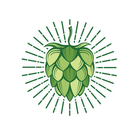 illustration of hops for brewingのイラスト素材