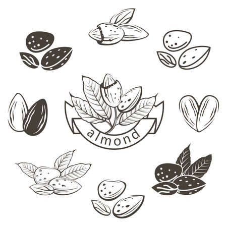 Collection of monochrome almond nuts imagesのイラスト素材