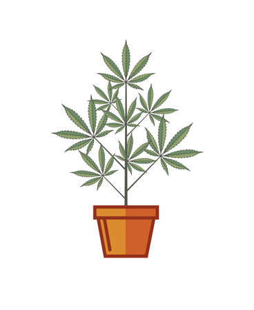 illustration of marijuana or cannabis plant in flower pot isolated on white backgroundのイラスト素材