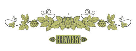 illustration of hops branch with leaves for brewingのイラスト素材