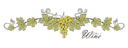 illustration of grape bunches with leavesのイラスト素材