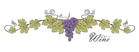 illustration of grape bunches with leavesのイラスト素材