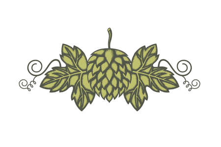 image of hop and barleyのイラスト素材