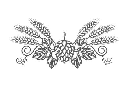 image of hop and barleyのイラスト素材