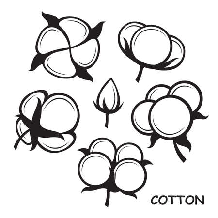 collection of cotton plant flowersのイラスト素材
