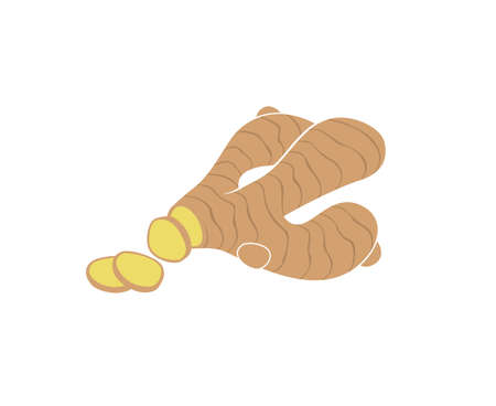 illustration of ginger root plantのイラスト素材