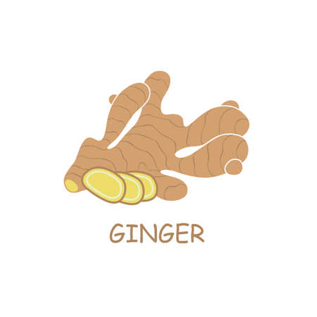 illustration of ginger root plantのイラスト素材