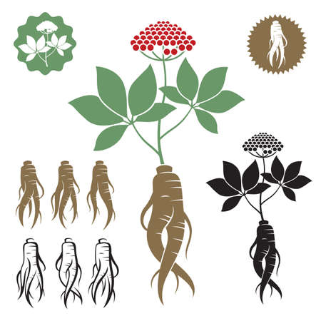 collection of panax ginseng root isolated on white backgroundのイラスト素材