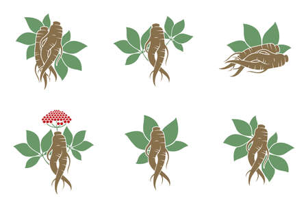 collection of panax ginseng root isolated on white backgroundのイラスト素材