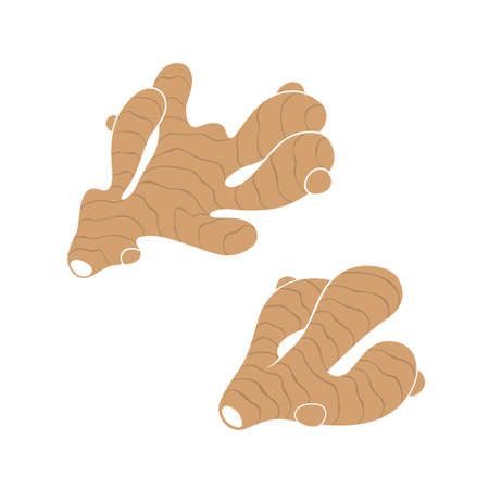 collection of ginger root plantのイラスト素材