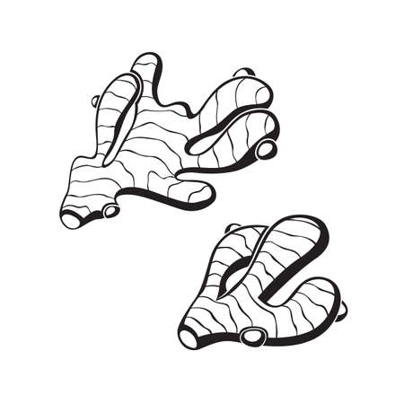 collection of ginger root plantのイラスト素材