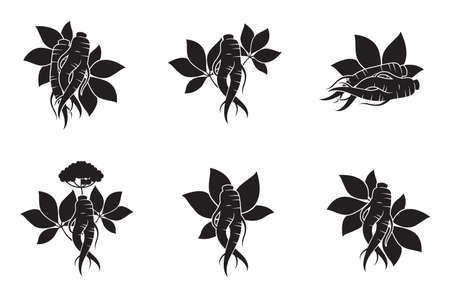 collection of panax ginseng rootのイラスト素材