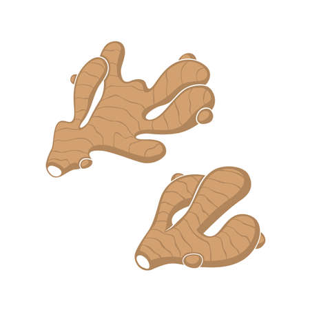 collection of ginger root plantのイラスト素材