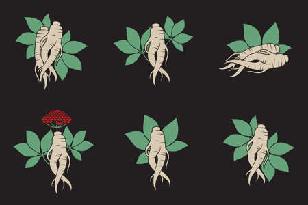 collection of panax ginseng root isolated on black backgroundのイラスト素材