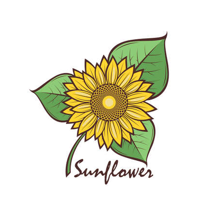 illustration with flower of sunflowerのイラスト素材