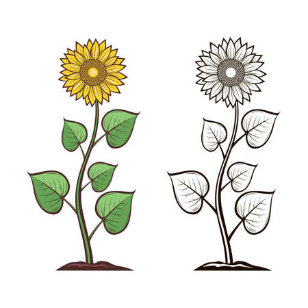collection of illustration with sunflowerのイラスト素材