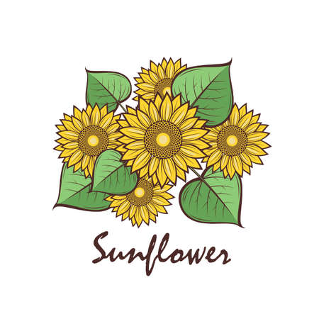 collection of illustration with sunflower isolatedのイラスト素材