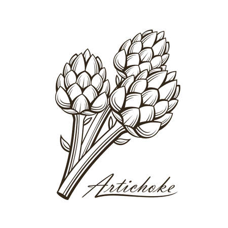 black artichoke bud vegetable illustration isolated on white backgroundのイラスト素材