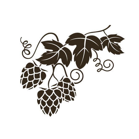 illustration of hop for brewing isolated on white backgroundのイラスト素材