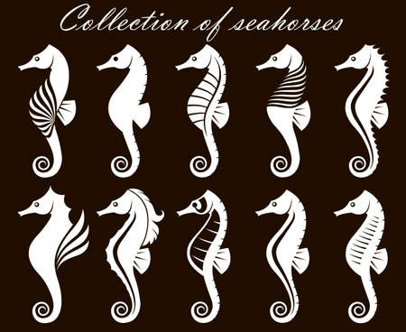 collection of seahorses isolated on black backgroundのイラスト素材