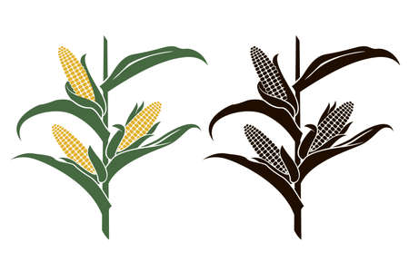 collection of corn stalk illustrations isolated on white backgroundのイラスト素材
