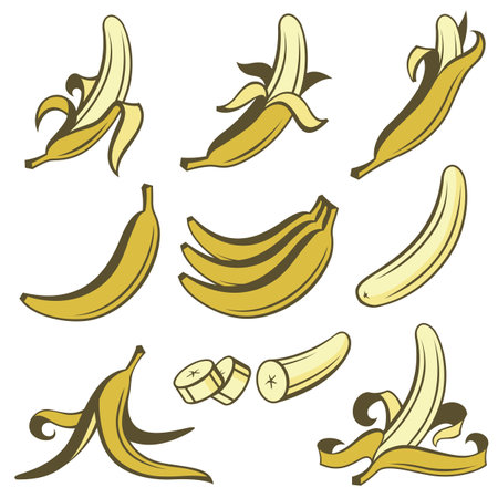 collection of banana tropical fruit isolated on white backgroundのイラスト素材