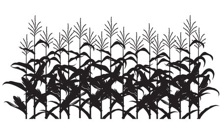corn field illustration isolated on white backgroundのイラスト素材