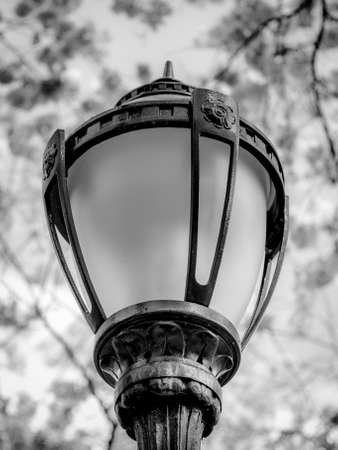 Black lamp surrounded by cherry blossomの写真素材