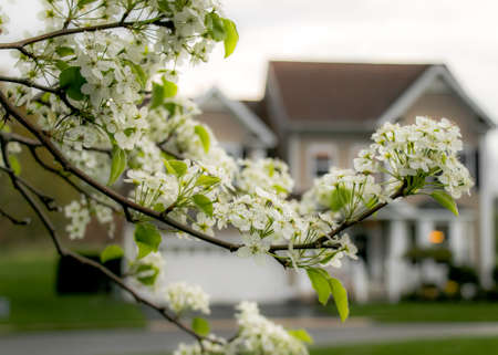 Suburban Livingの写真素材