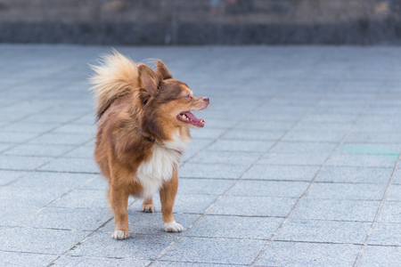 Little one dog stands on the streetの写真素材