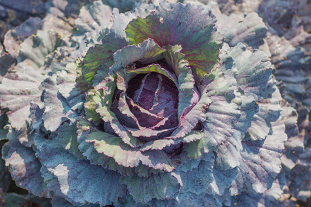 Organic Cabbage. Fresh Green Head of Cabbage in the gardenの写真素材