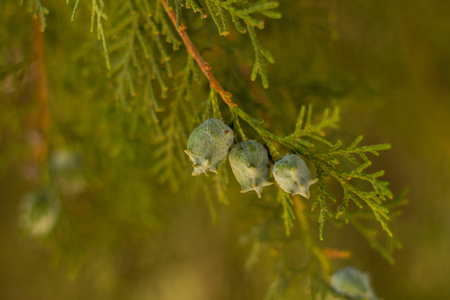 Small green buds on the branch in springの写真素材