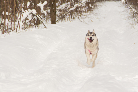 Siberian husky wolf dog in winter forest outdoor on the snowの写真素材