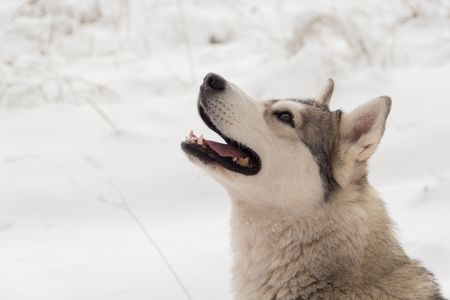 Siberian husky wolf dog in the snowy forest during winter.の写真素材