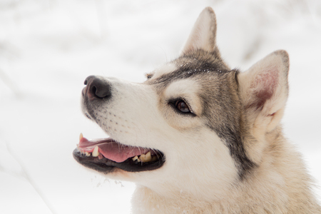 Siberian husky wolf dog in the snowy forest during winter.の写真素材