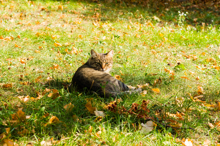 The cat sits on a green grassの写真素材