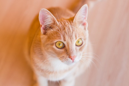 The cat looks from below or look at the cat from aboveの写真素材