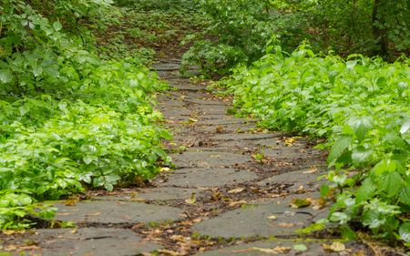 Wooden stump walkway on green grass in nature gardenの写真素材