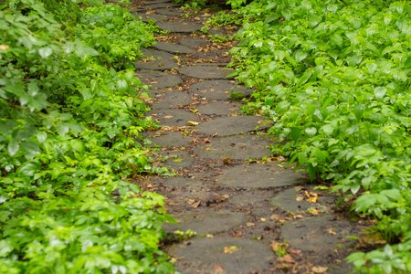Wood stump walkway on green grass in nature gardenの写真素材