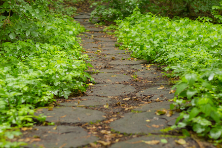 Wood stump walkway on green grass in nature gardenの写真素材