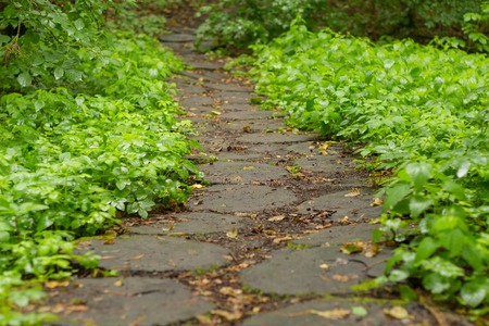 Wood stump walkway on green grass in nature gardenの写真素材