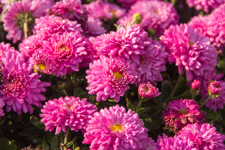 Pink Chrysanthemum flowers at gardenの写真素材