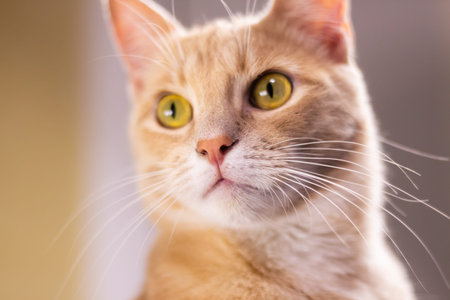 Face cat with orange fur. Facial expression of the cat with iserious feeling