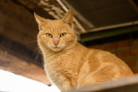 Homeless stray peach cat looks from belowの写真素材