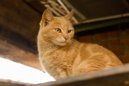 Homeless stray peach cat looks from belowの写真素材